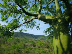 Ceiba trischistandra