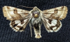 Heliothis ononis