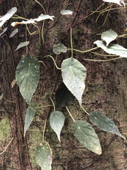 Begonia hitchcockii