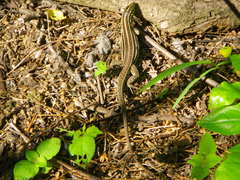 Medopheos edracanthus