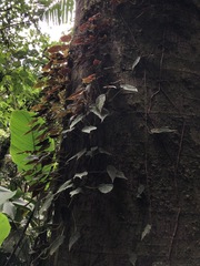 Begonia hitchcockii