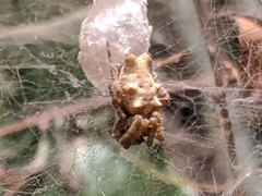 Cyrtophora citricola