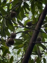 Corossol (Annona reticulata)