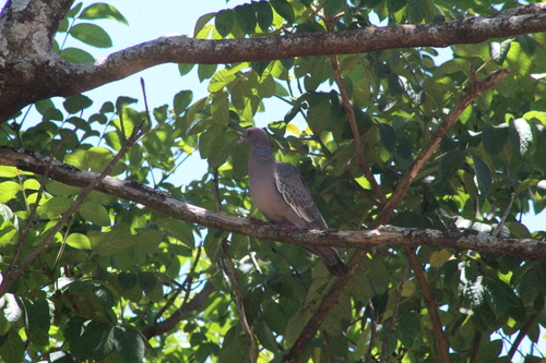 Picazuro Pigeon (Patagioenas picazuro), photo 4