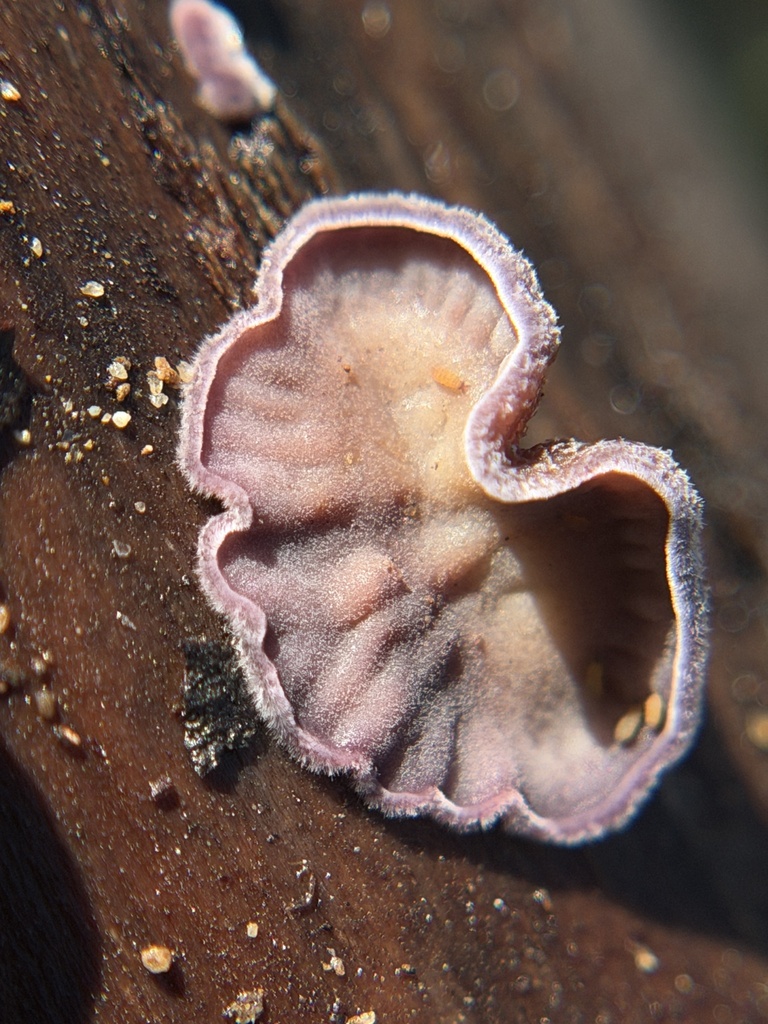 Cytidia stereoides · January 2026 · photo: © aheyman1 (iNaturalist, cc0)