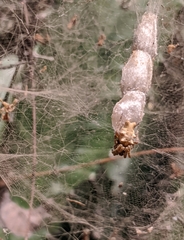 Cyrtophora citricola
