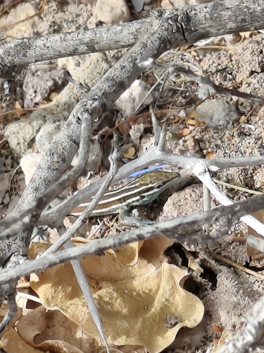 Carmen Island Whiptail