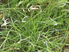 Plantago maritima serpentina