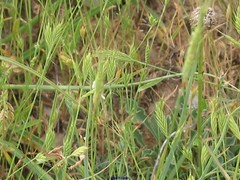 Brachypodium distachyon
