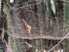 Cyrtophora citricola
