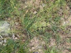 Thesium divaricatum