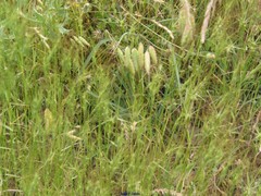 Bromus squarrosus