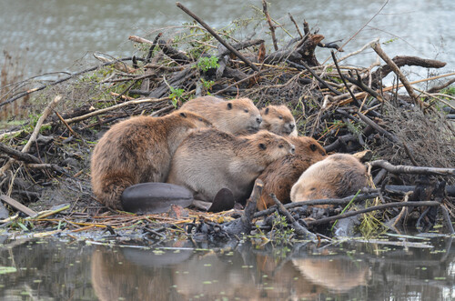 American Beaver photographed in California