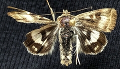 Heliothis oregonica