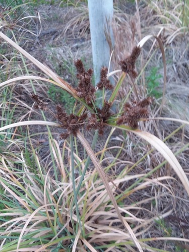 Cyperus ligularis image