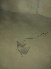 Macrotus californicus