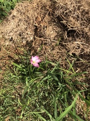 Zephyranthes carinata