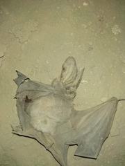 Macrotus californicus