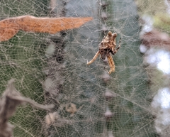 Cyrtophora citricola