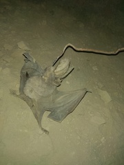 Macrotus californicus