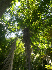 Phytelephas tenuicaulis