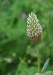 Trifolium incarnatum molinerii