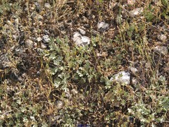 Potentilla cinerea