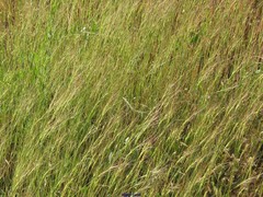 Aegilops triuncialis