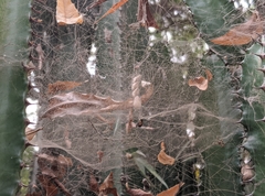 Cyrtophora citricola
