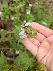 Tamaulipa azurea