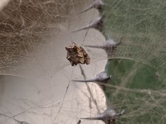Cyrtophora citricola