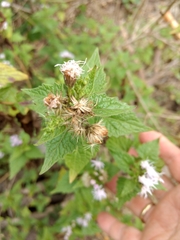 Tamaulipa azurea