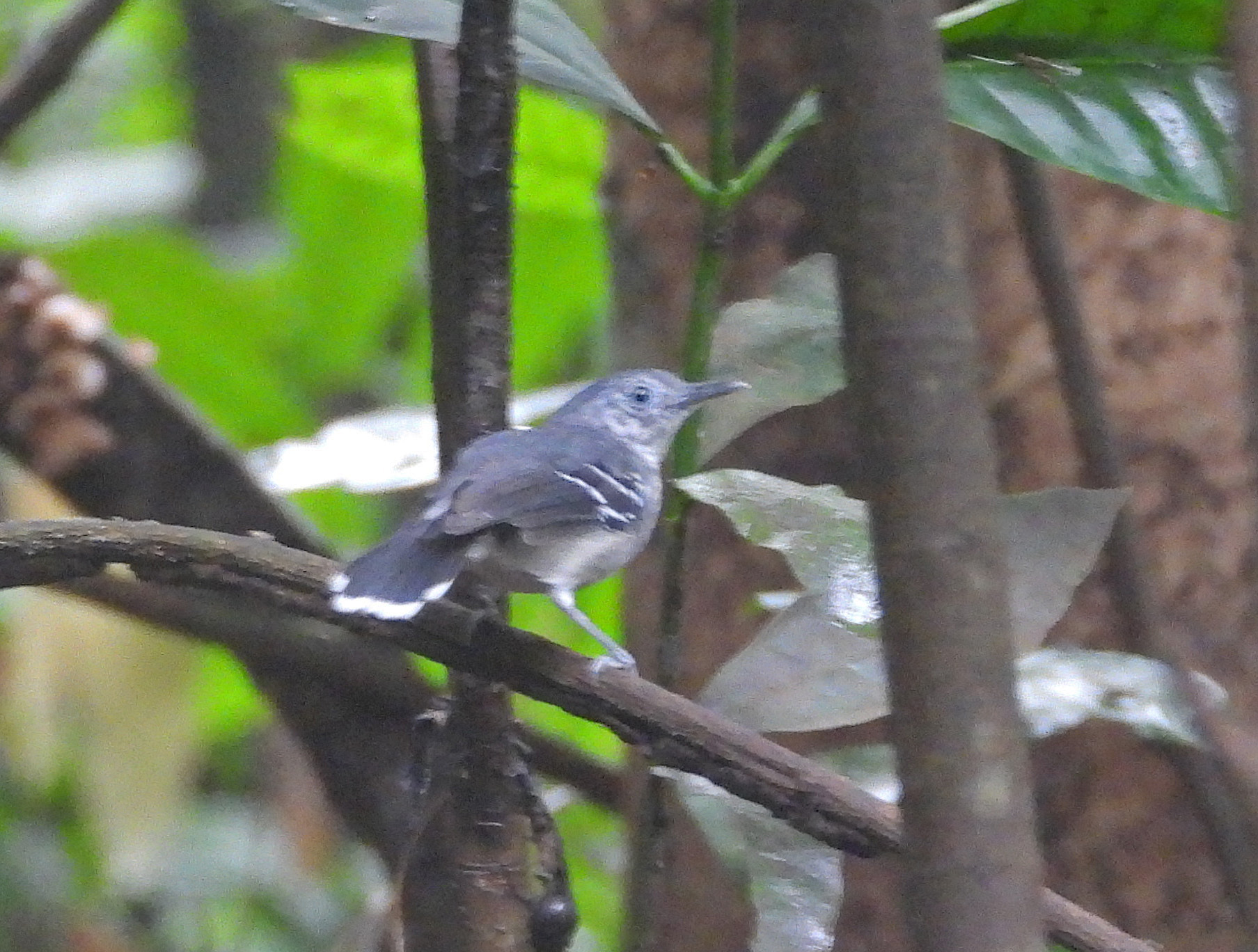 Band-tailed Antbird (Hypocnemoides maculicauda), photo 4