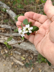 Lantana velutina