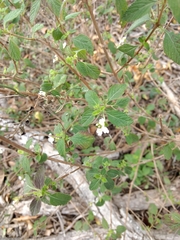 Lantana velutina