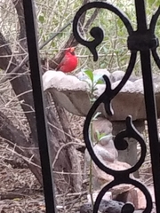 Cardinalis cardinalis
