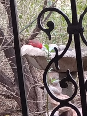 Cardinalis cardinalis