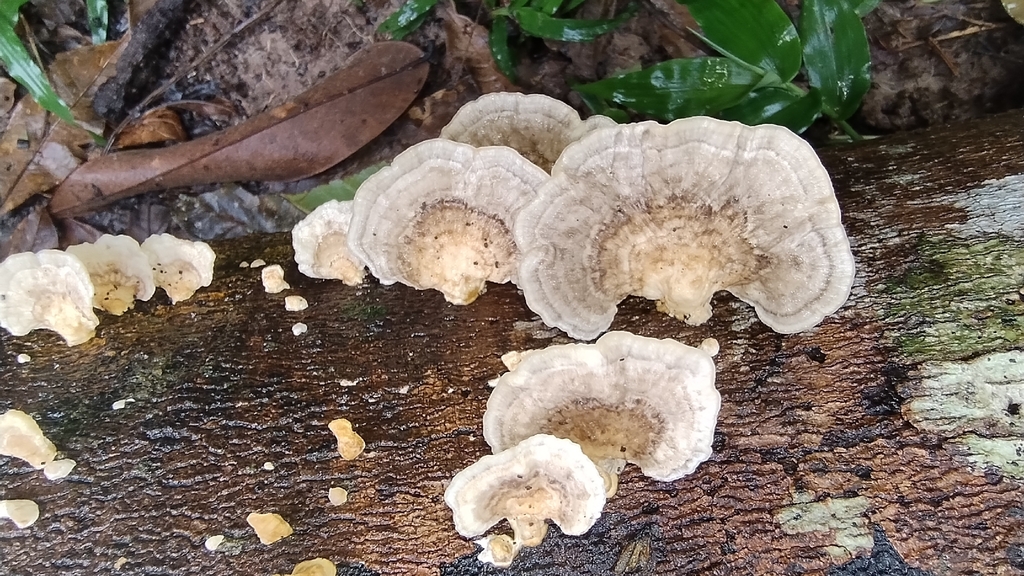 Trametes menziesii · December 2025 · photo: © biomartita (iNaturalist, cc-by)