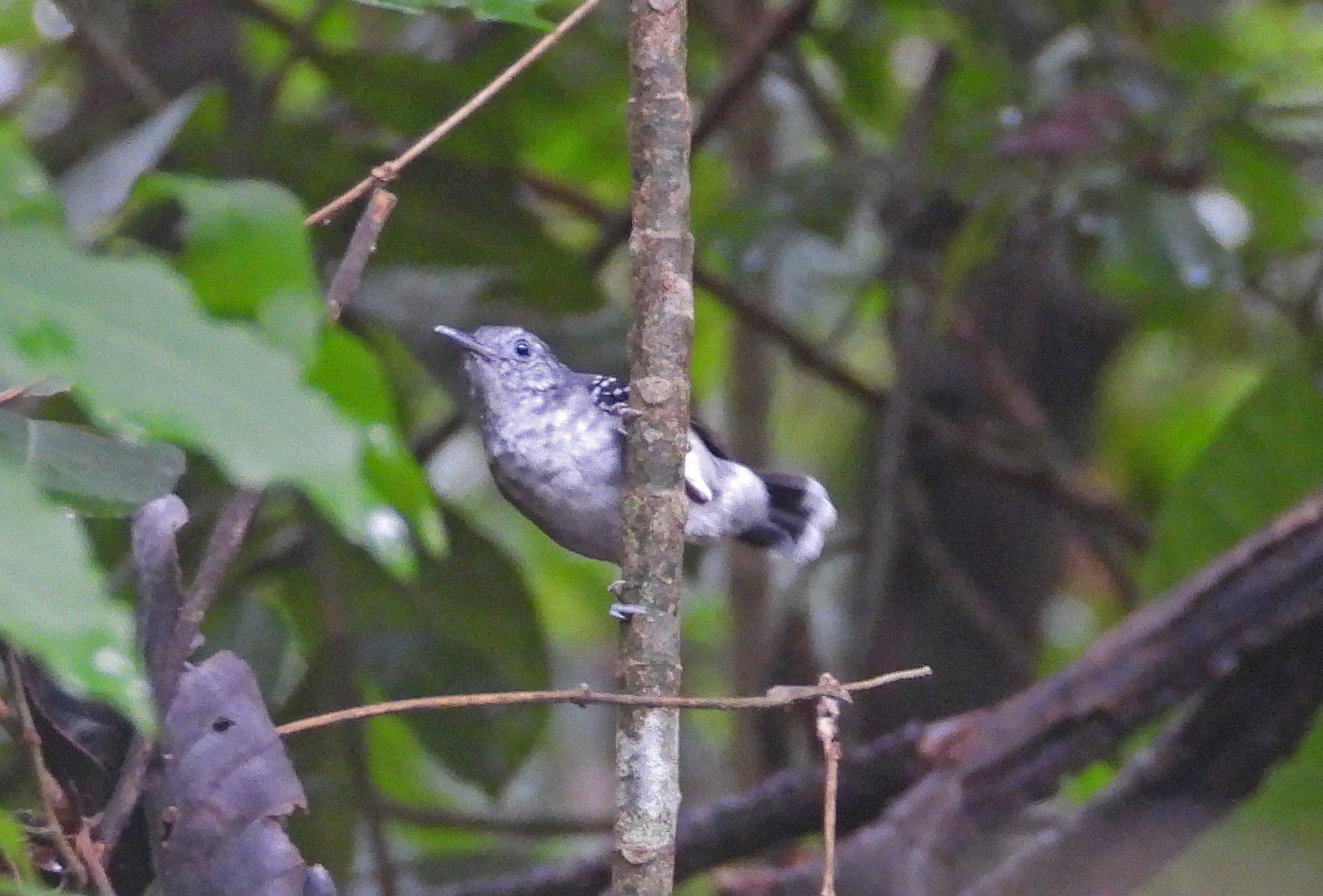 Band-tailed Antbird (Hypocnemoides maculicauda), photo 5