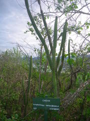 Armatocereus cartwrightianus
