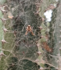 Cyrtophora citricola