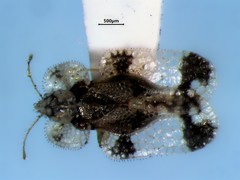 Corythucha juglandis