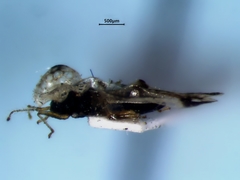 Corythucha juglandis