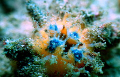 Halocynthia dumosa