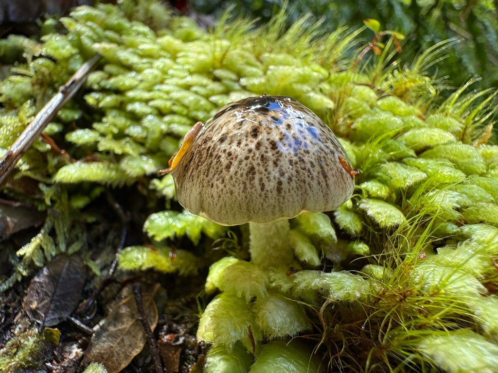 Bolbitius muscicola · January 2026 · photo: © davidthompson5 (iNaturalist, cc-by)