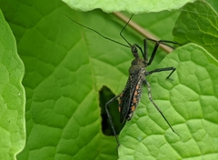 Rhynocoris albopilosus