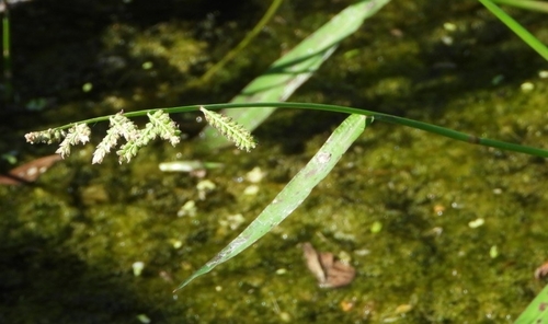 Foto de Echinochloa colonum