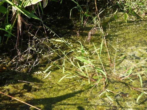 Foto de Echinochloa colonum