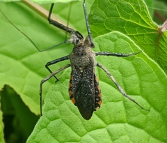 Rhynocoris albopilosus