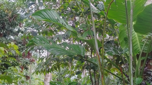 Monstera lechleriana (Monstera lechleriana)